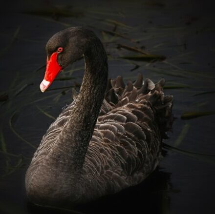 Hudební skupina "The Black Swan" 